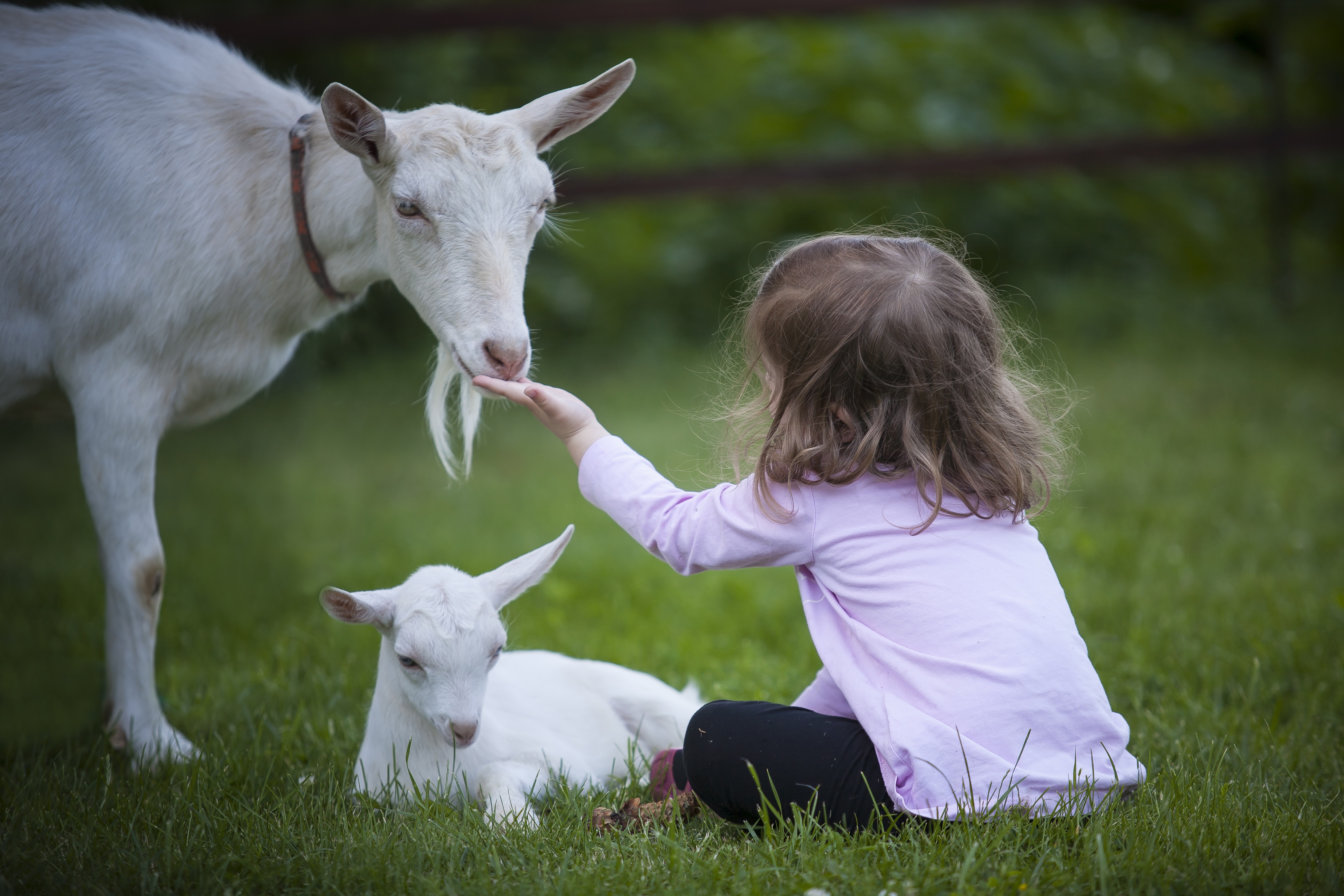Volunteer Opportunities for Metro Atlanta Kids Who Love Animals